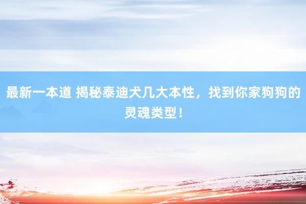 最新一本道 揭秘泰迪犬几大本性，找到你家狗狗的灵魂类型！